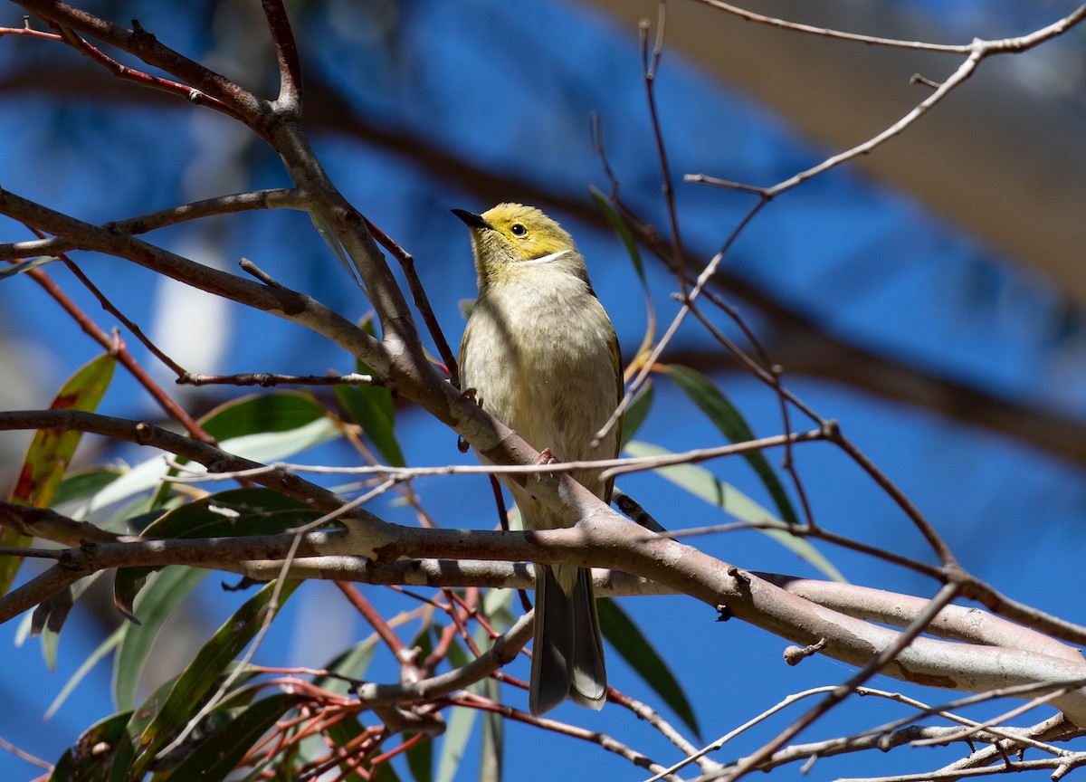 White-plumed Honeyeater - ML644358190