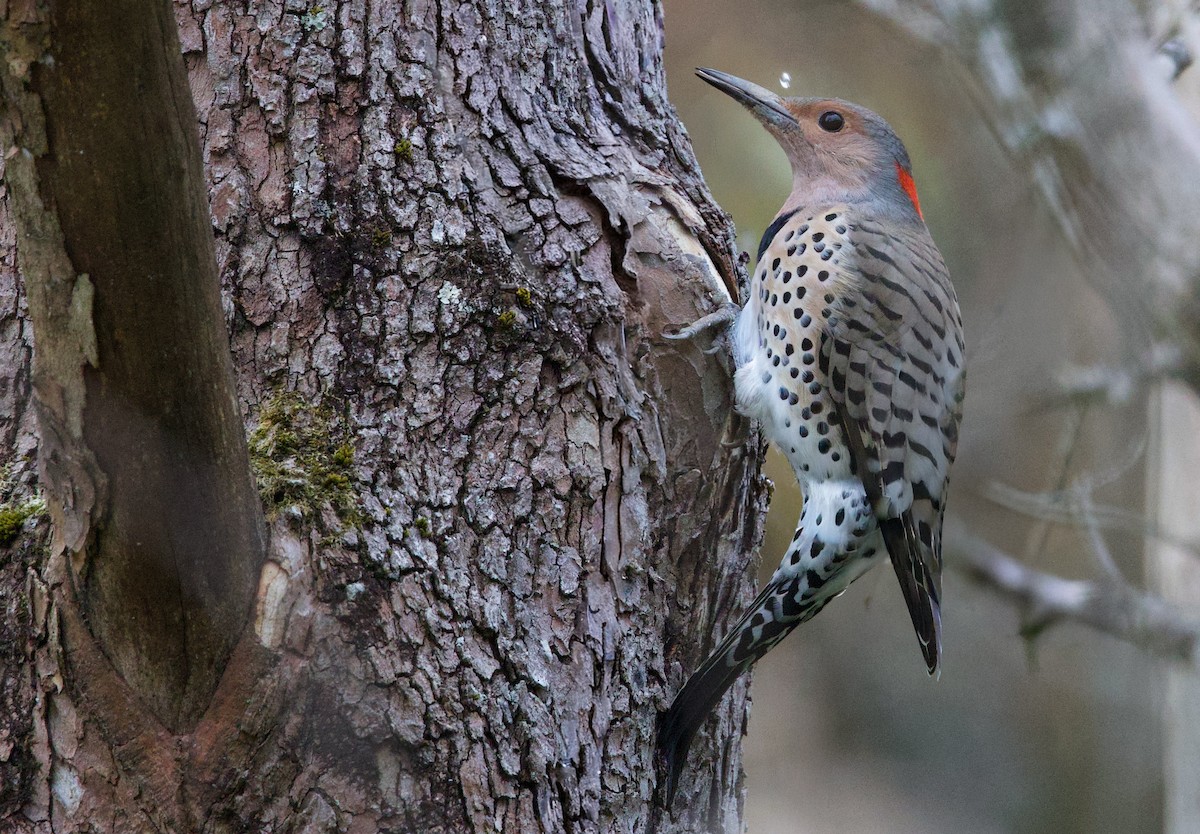 datel zlatý - ML644358191