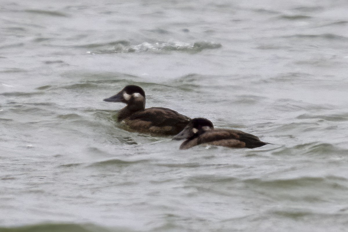 Surf Scoter - ML644358199