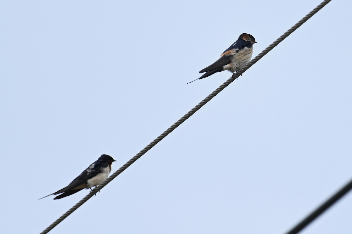 Eastern Red-rumped Swallow (Daurian) - ML644358216