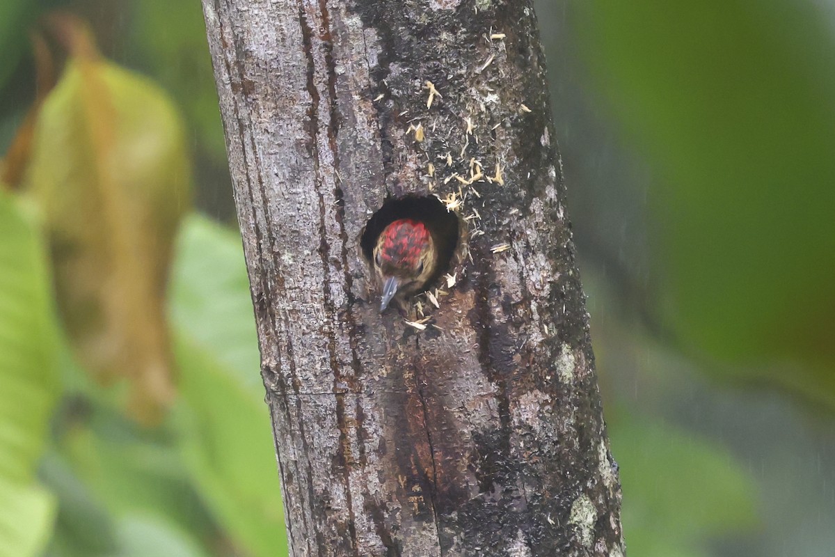 ハゲラ - ML644358219