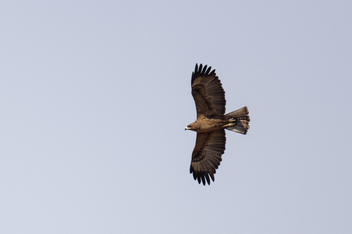 Wahlberg's Eagle - ML644358222