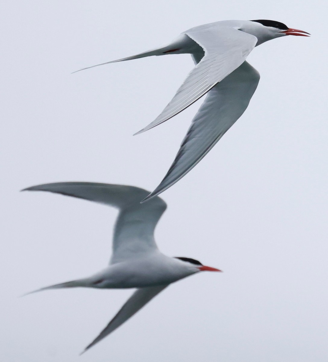 South American Tern - ML644358224