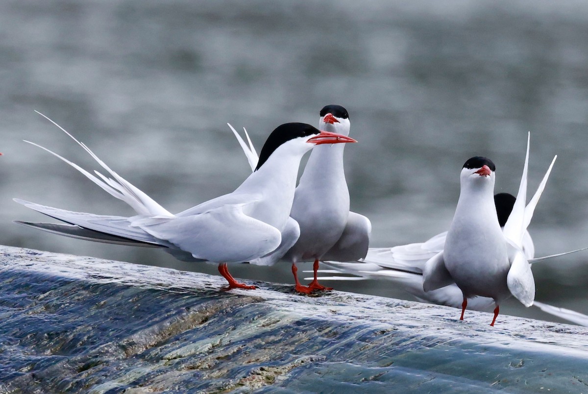 South American Tern - ML644358225