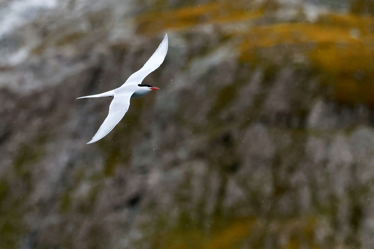 South American Tern - ML644358226