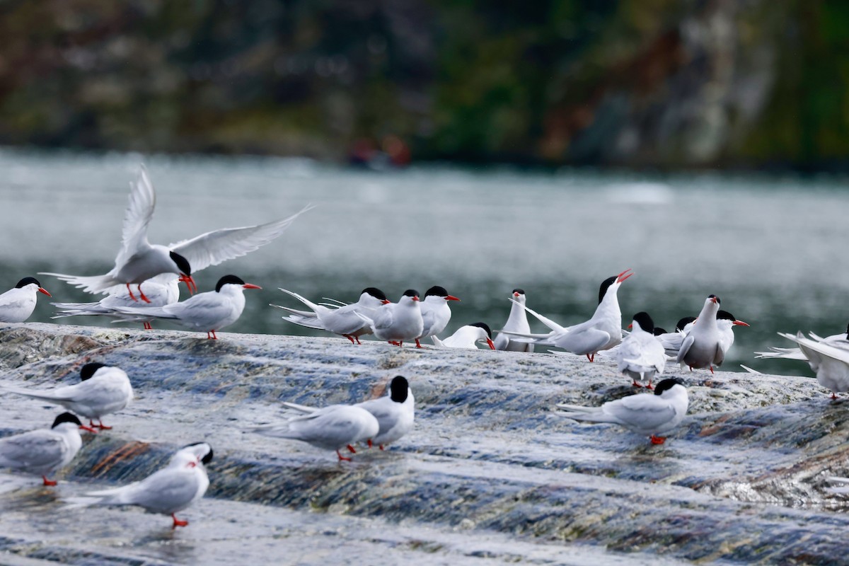 South American Tern - ML644358227