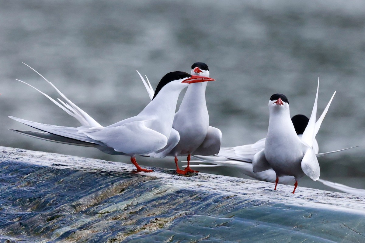 South American Tern - ML644358228