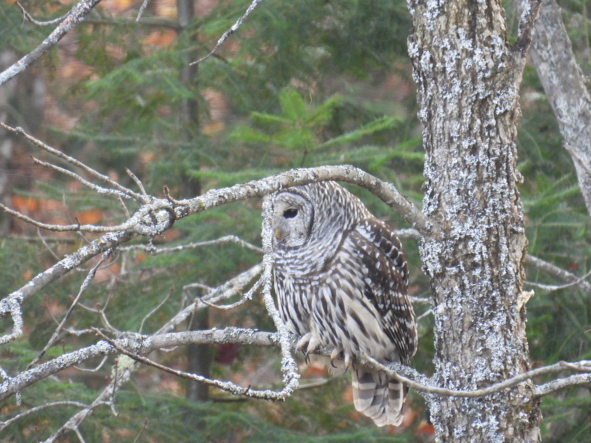 Barred Owl - ML644358229