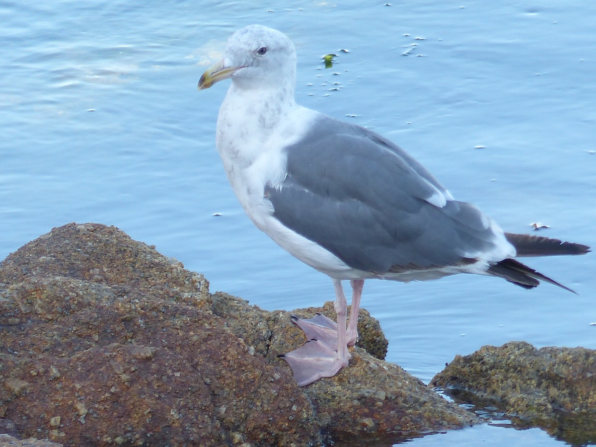 アメリカオオセグロカモメ - ML644358235