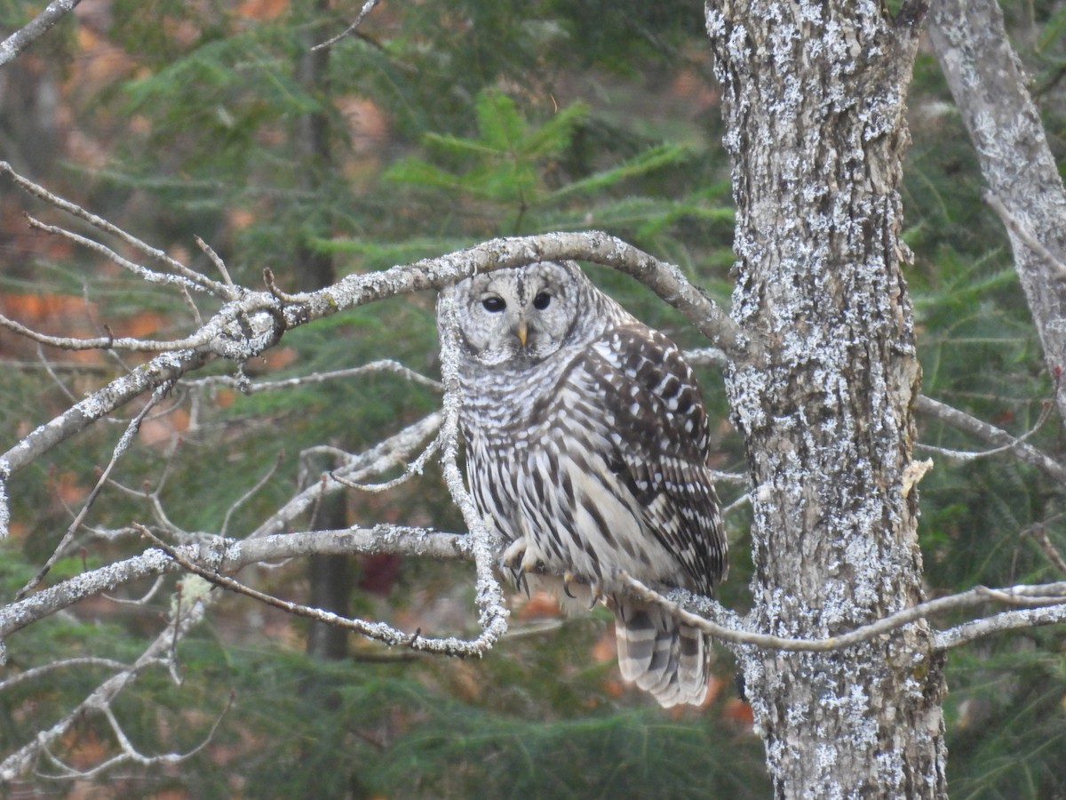 Barred Owl - ML644358237