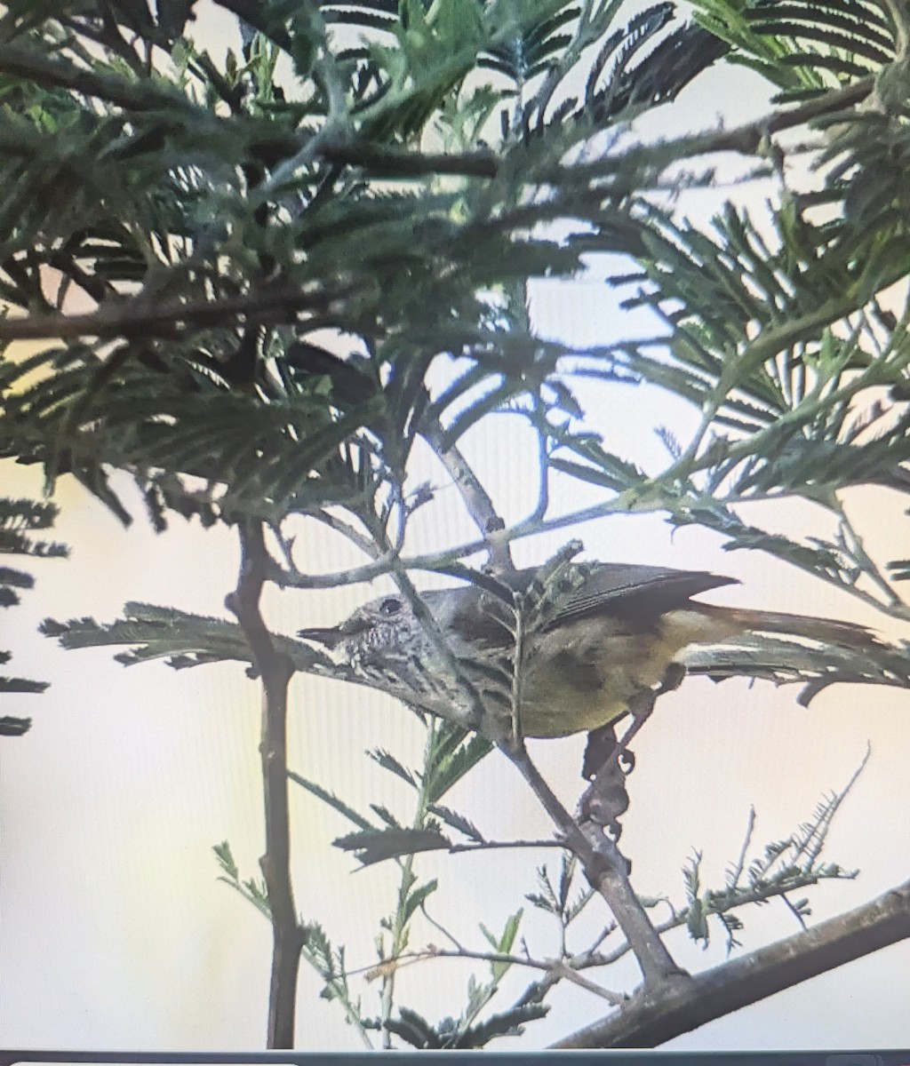 Striated Thornbill - ML644358242