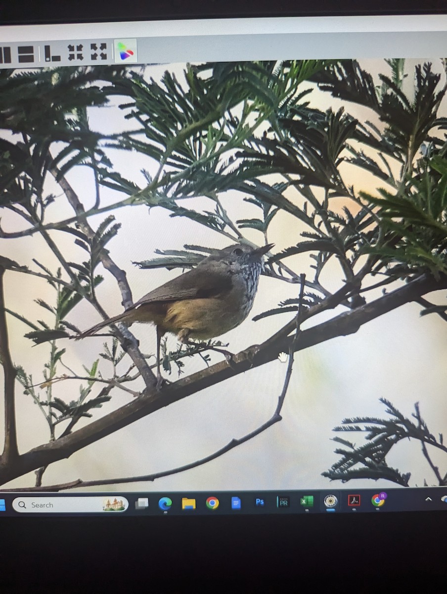 Striated Thornbill - ML644358244