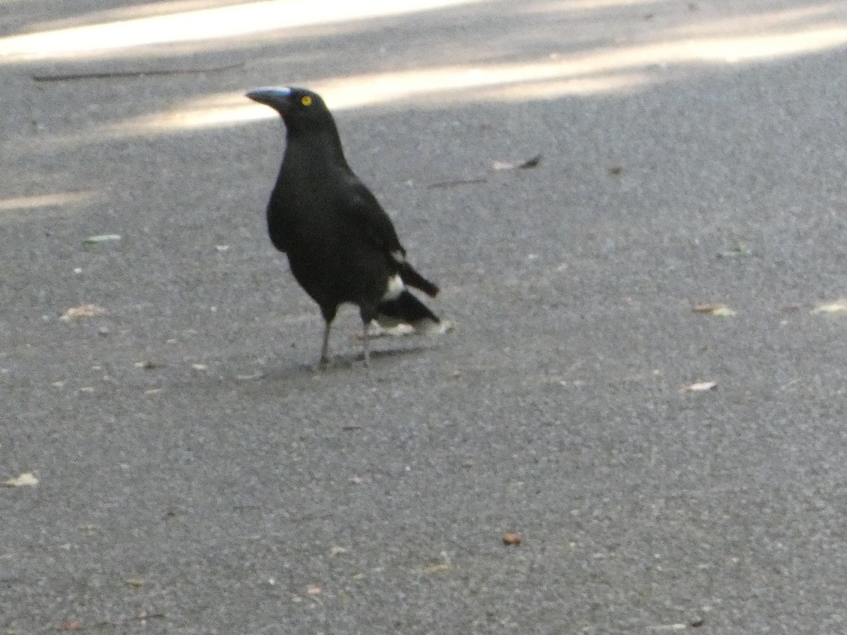 Verdugo Pío - ML644358253