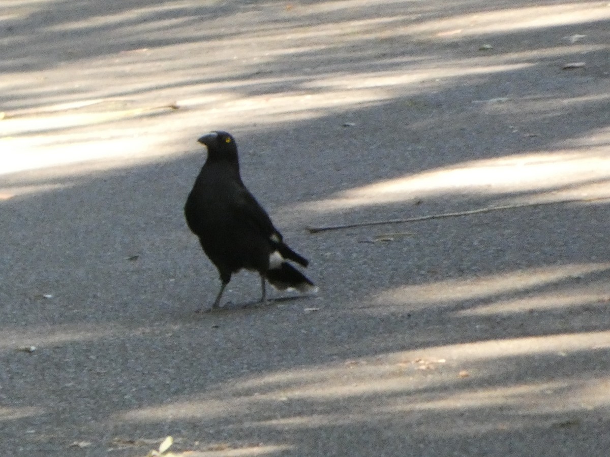 Verdugo Pío - ML644358254