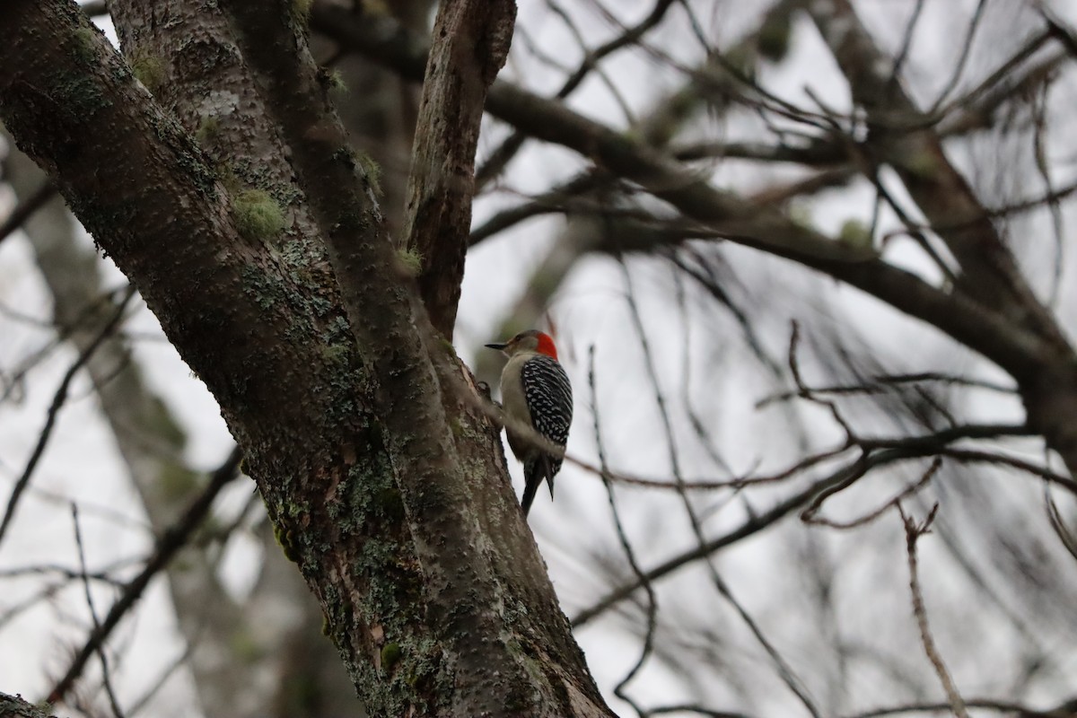 Red-bellied Woodpecker - ML644358257