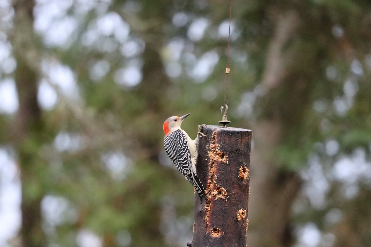 Red-bellied Woodpecker - ML644358260