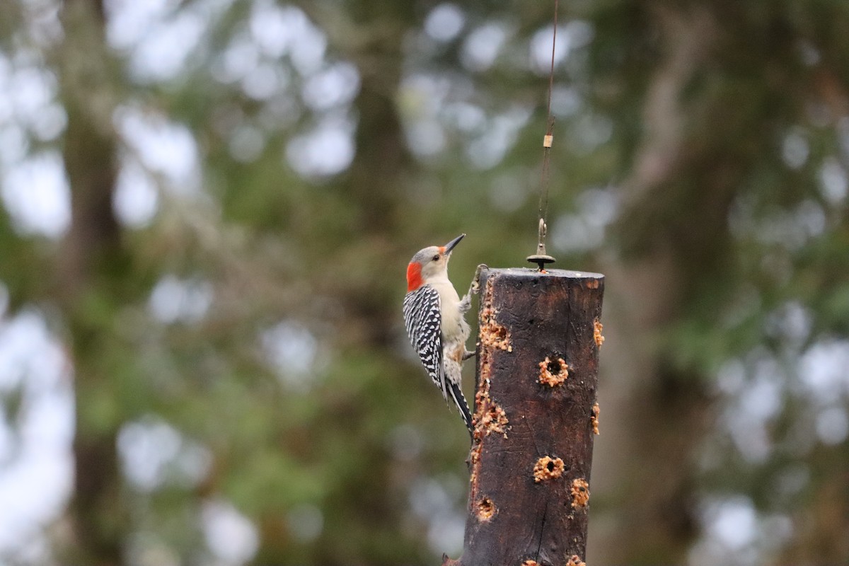 Red-bellied Woodpecker - ML644358261