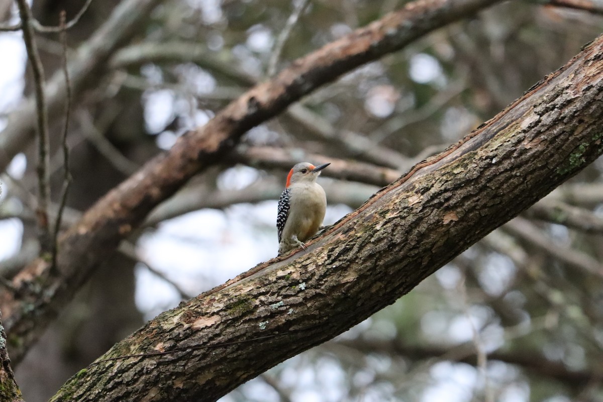 Red-bellied Woodpecker - ML644358262
