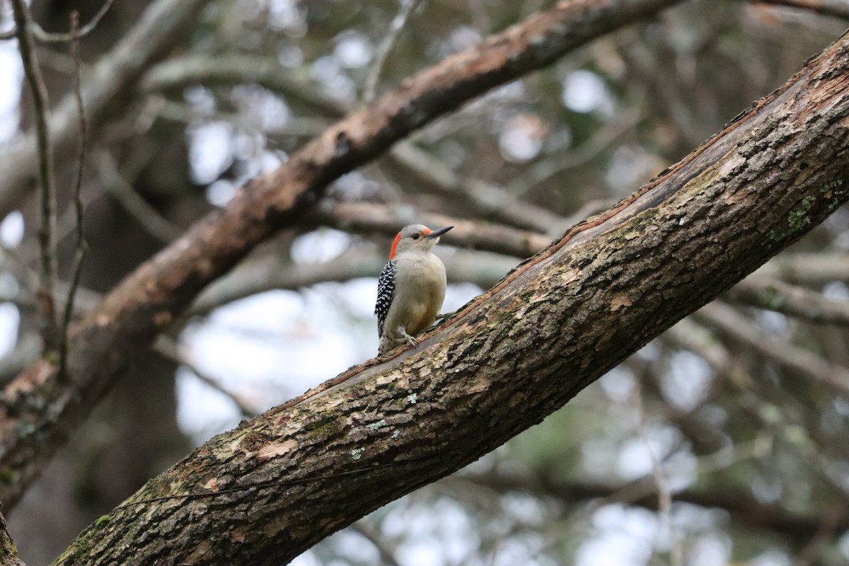 Red-bellied Woodpecker - ML644358263