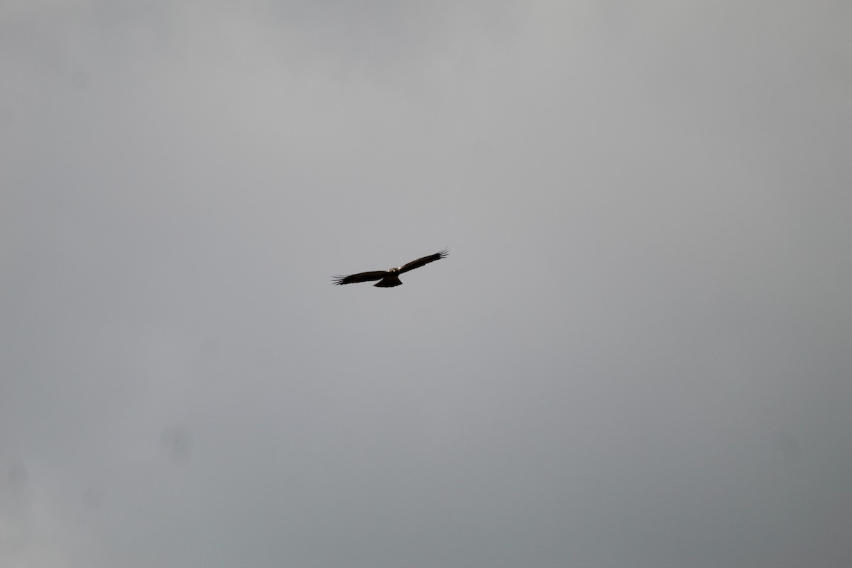 Booted Eagle - ML644358269