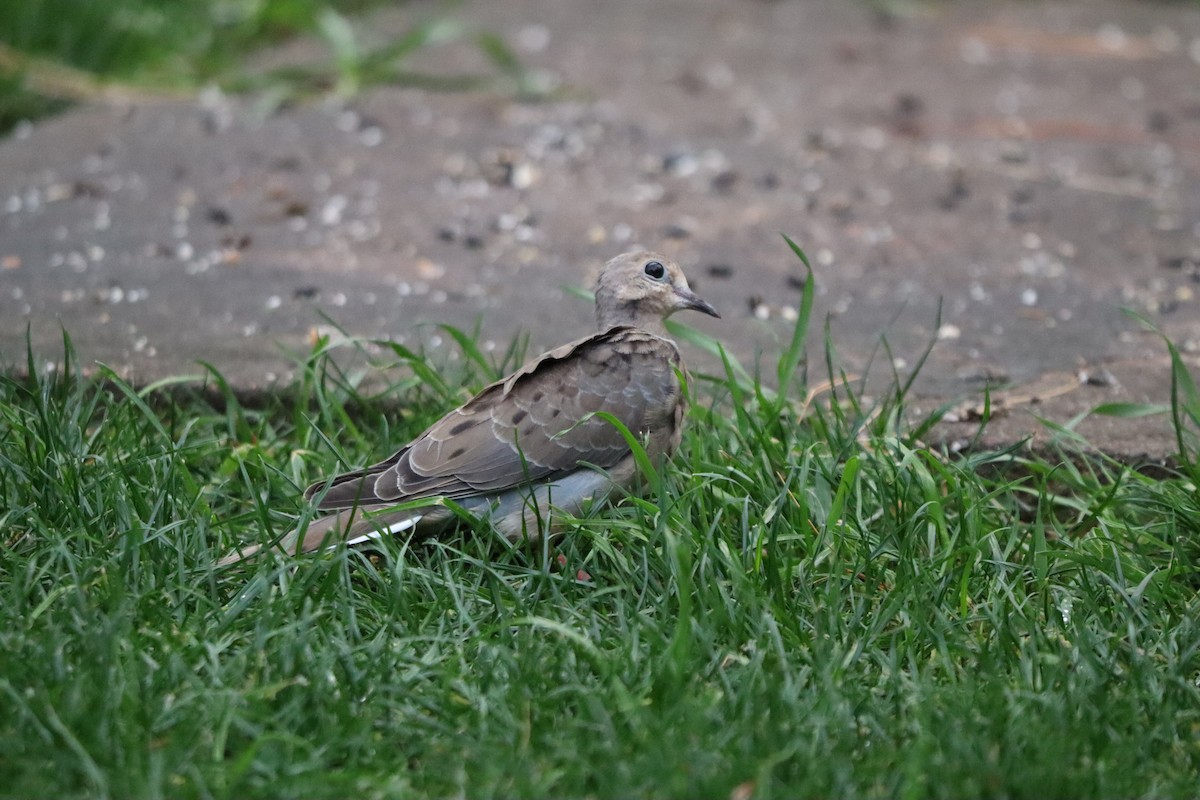 Mourning Dove - ML644358270
