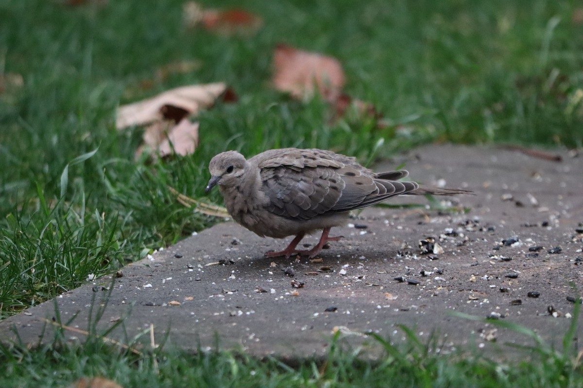 Mourning Dove - ML644358271