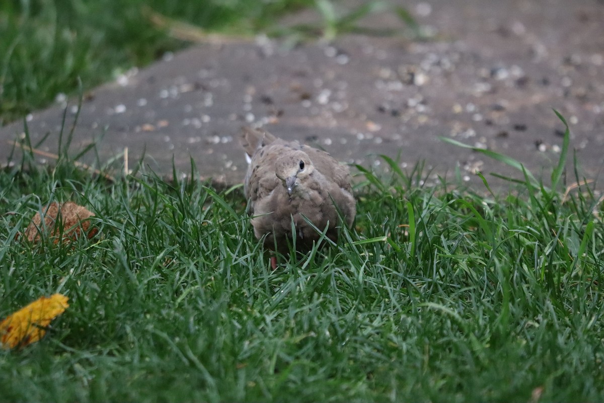 Mourning Dove - ML644358272