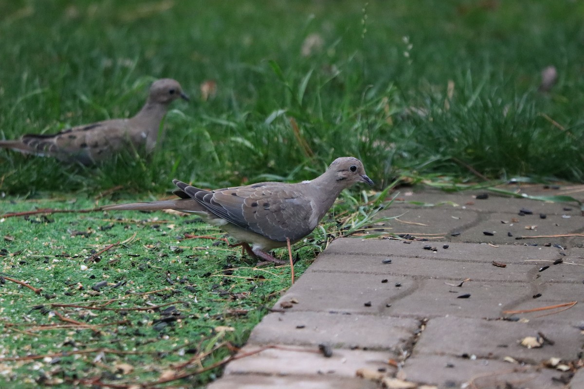 Mourning Dove - ML644358273