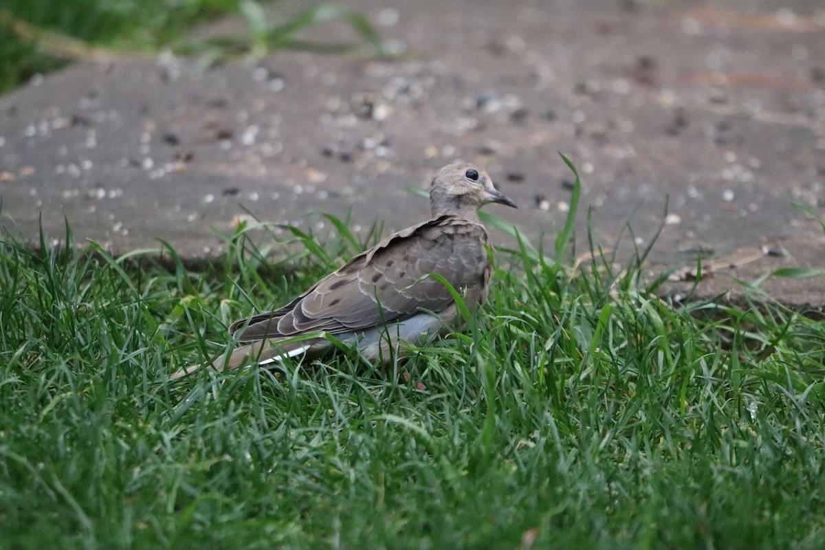 Mourning Dove - ML644358274