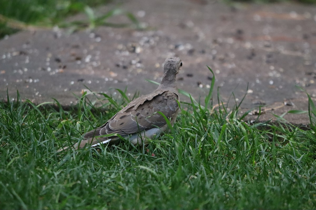 Mourning Dove - ML644358275