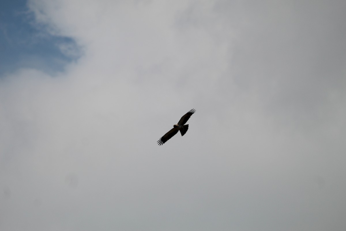 Booted Eagle - ML644358277