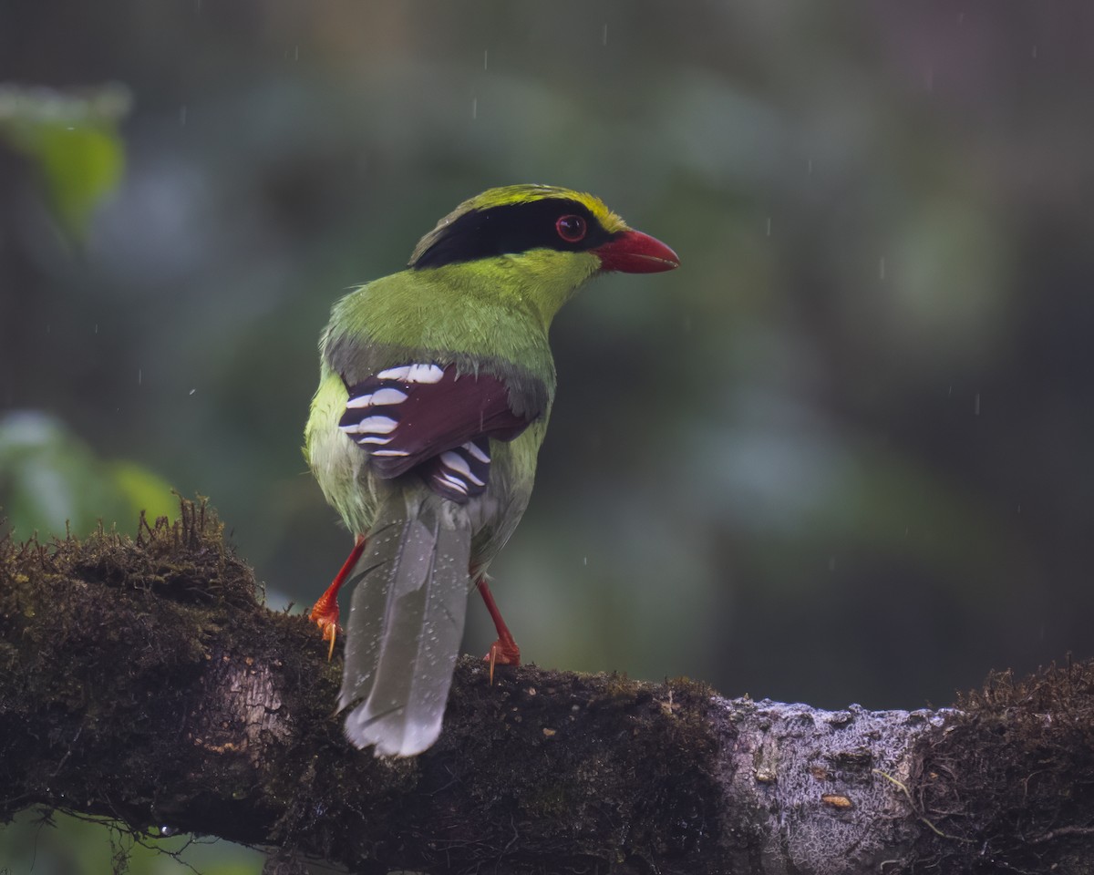 Common Green-Magpie - ML644358288