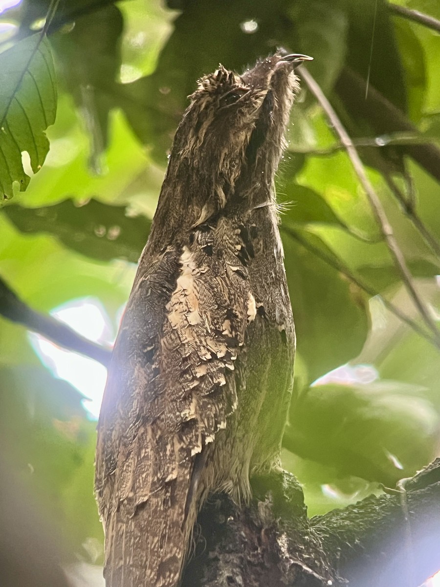 Поту довгохвостий - ML644358290