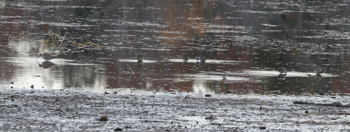 Hudsonian Godwit - ML644358293