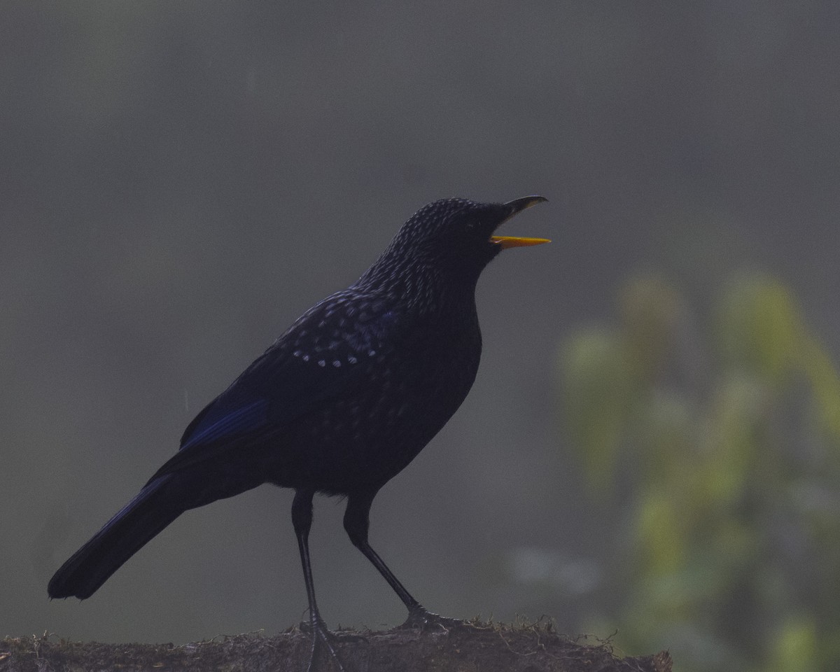 Нил исгэрээ хөөндэй - ML644358298