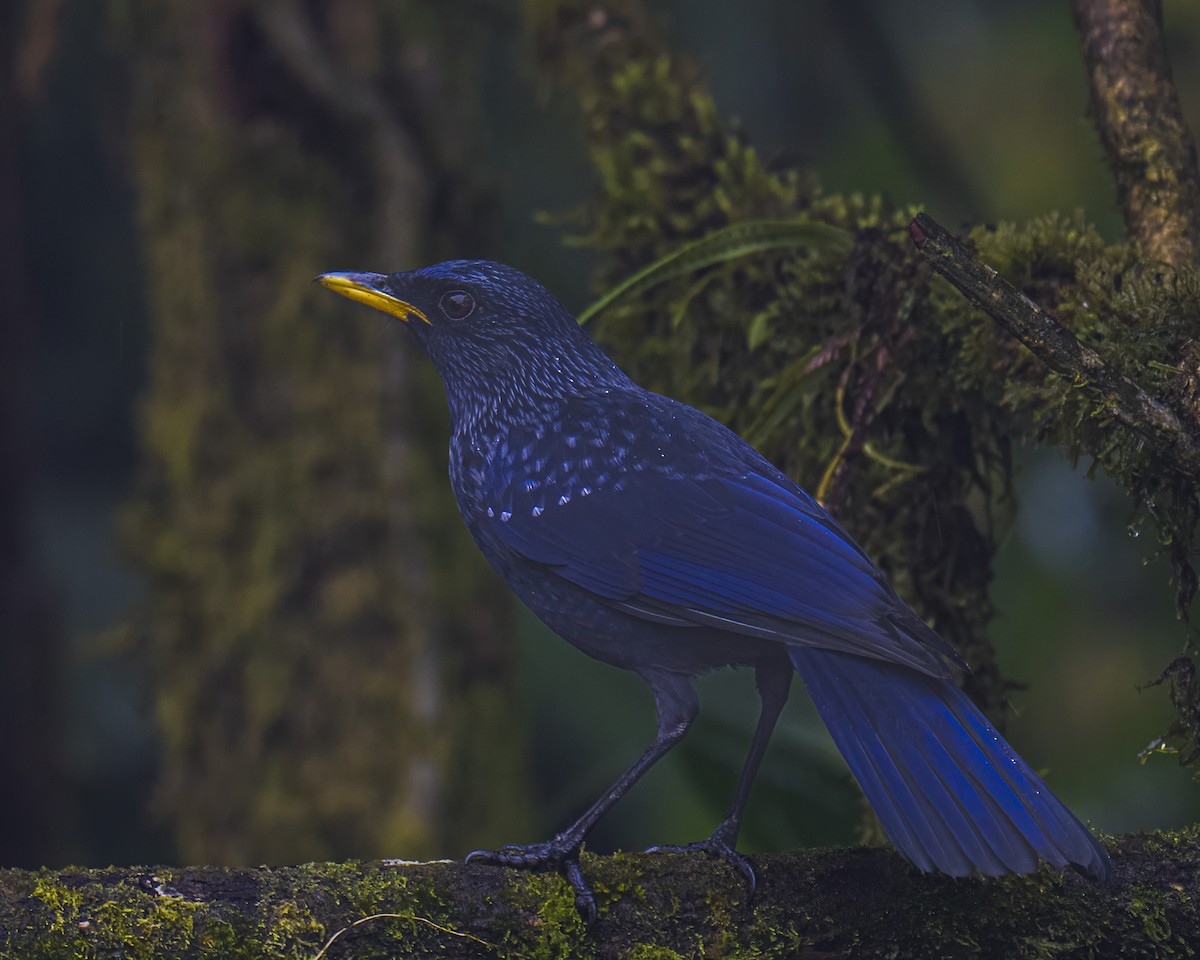 Нил исгэрээ хөөндэй - ML644358299