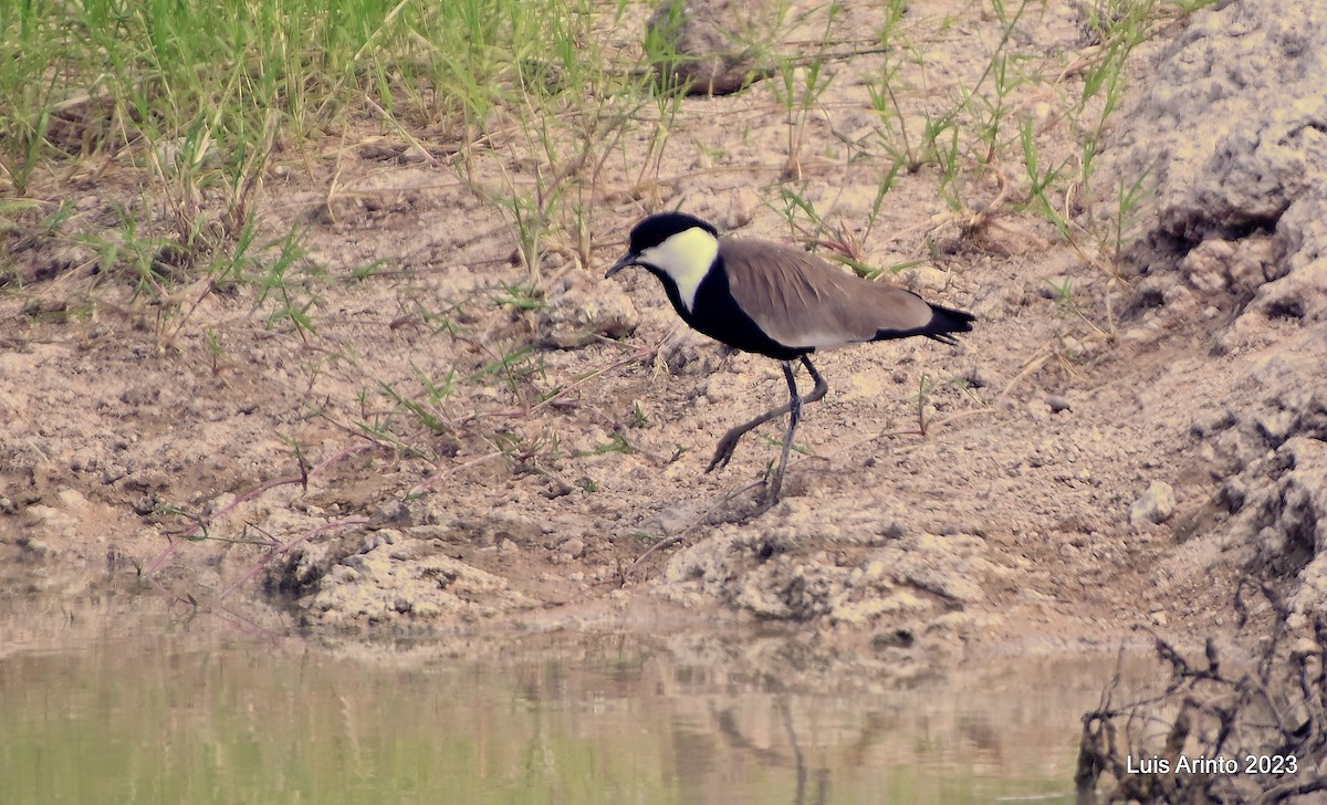 Vanneau à éperons - ML644358300