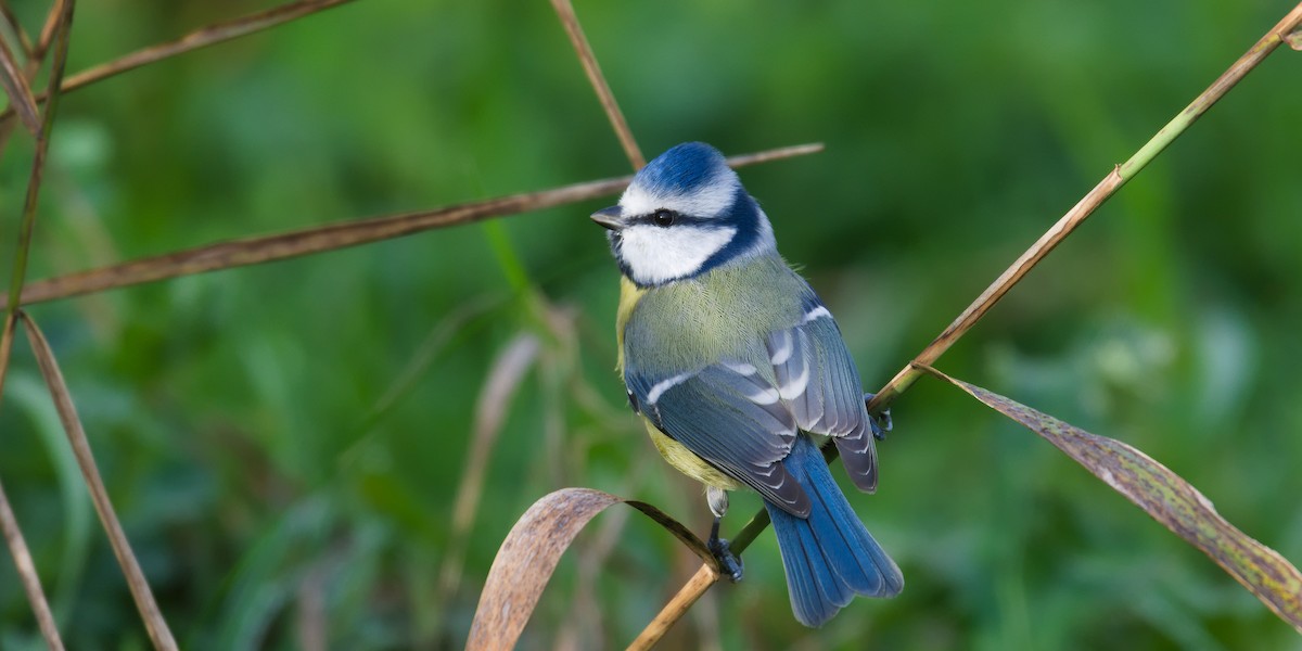 Eurasian Blue Tit - ML644358302