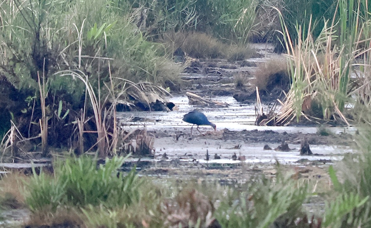 Black-backed/Gray-headed Swamphen - ML644358303