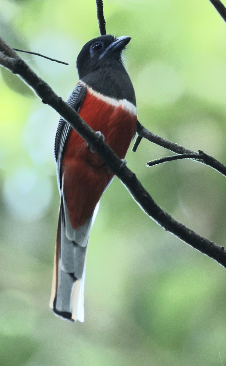 Malabar Trogon - ML644358315