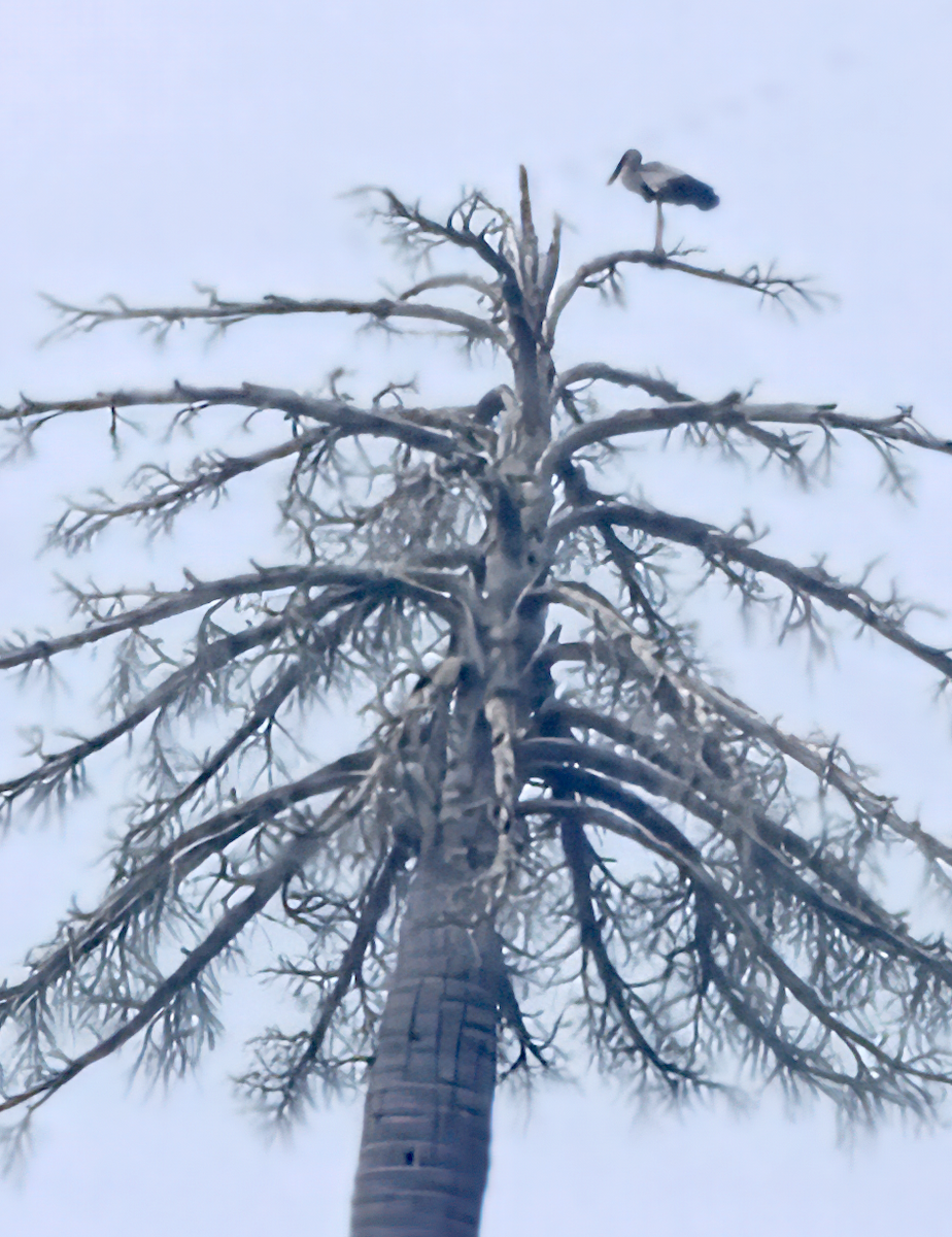 Bec-ouvert indien - ML644358327