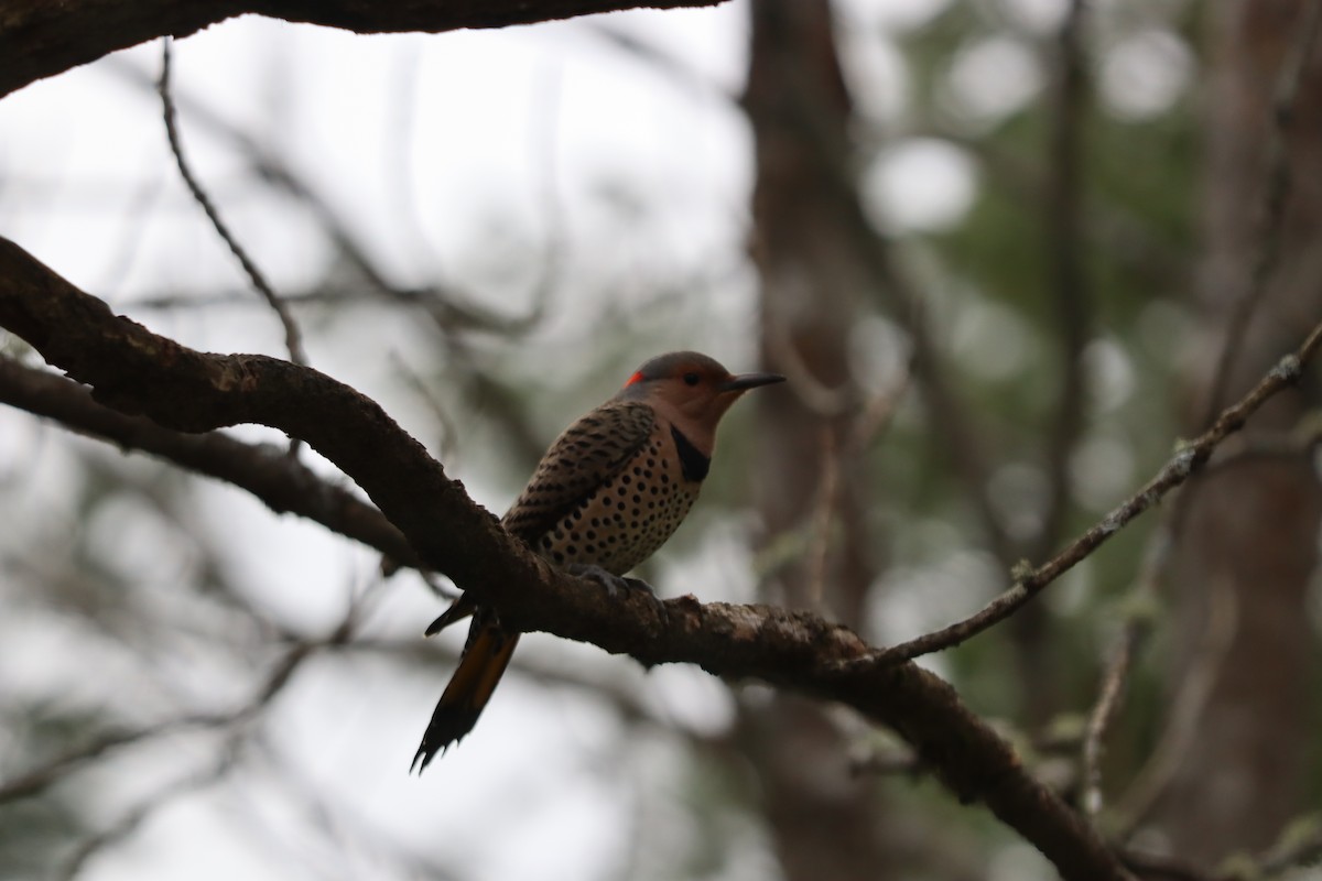 Northern Flicker - ML644358328