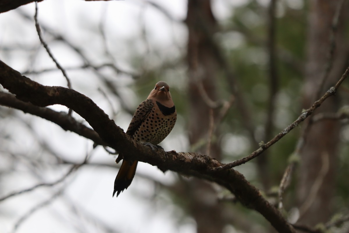 Northern Flicker - ML644358329