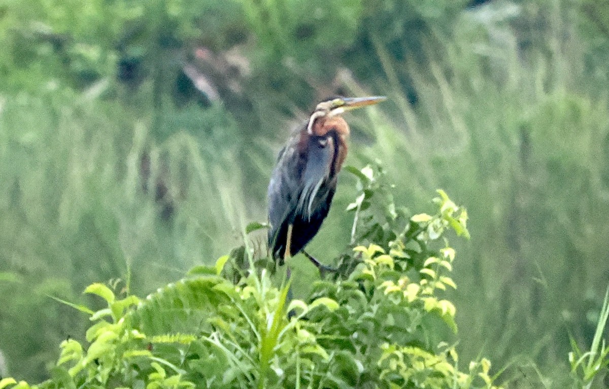 Purple Heron - ML644358330