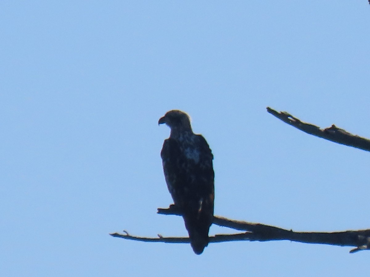 עיטם לבן-ראש - ML644358331