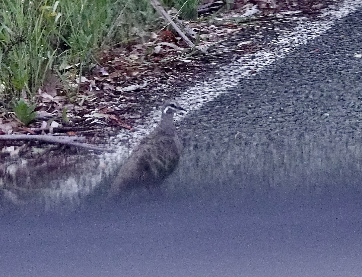 Common Bronzewing - ML644358335