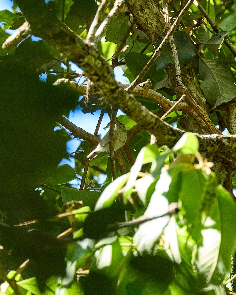 Arctic Warbler - ML644358337