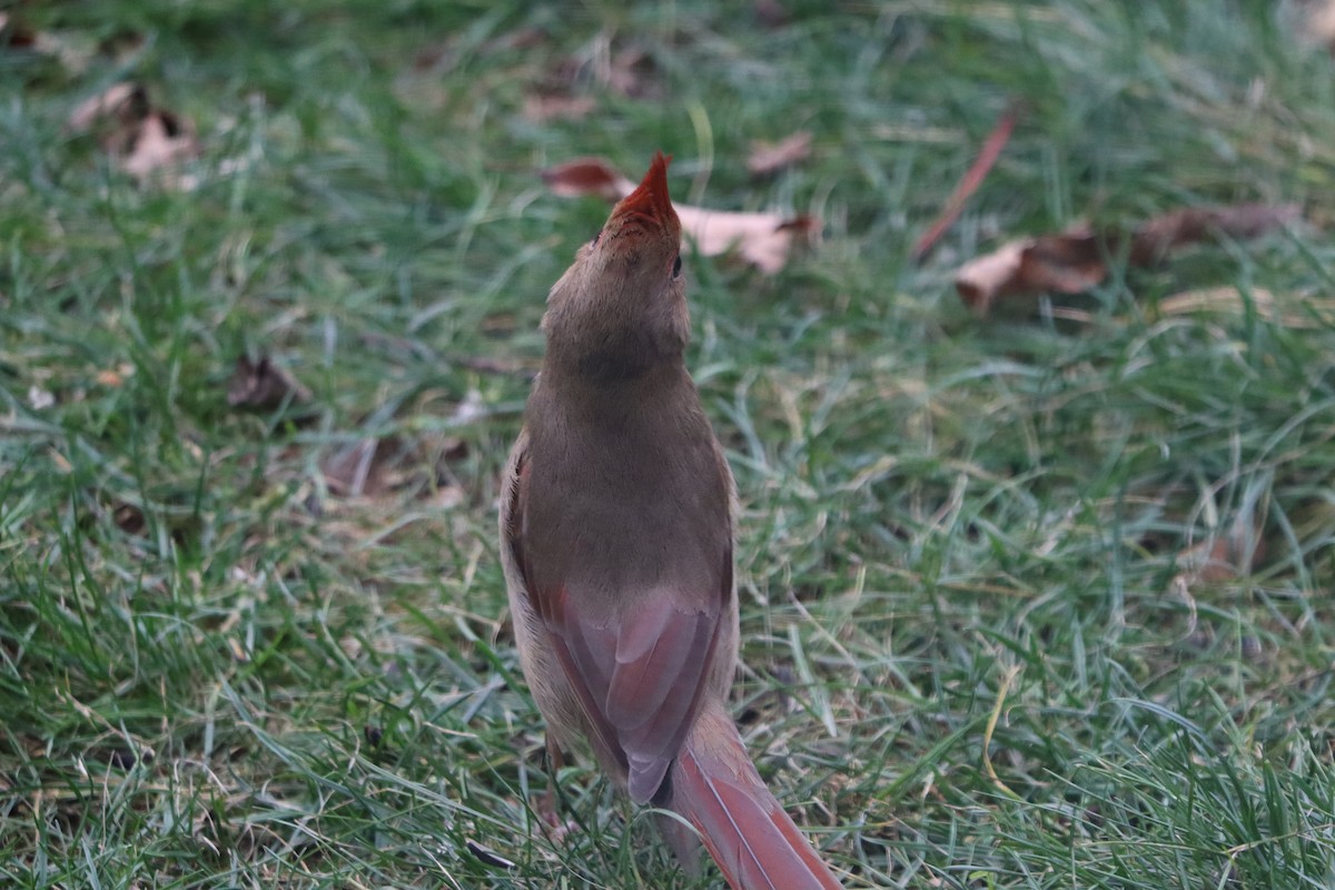 Northern Cardinal - ML644358358