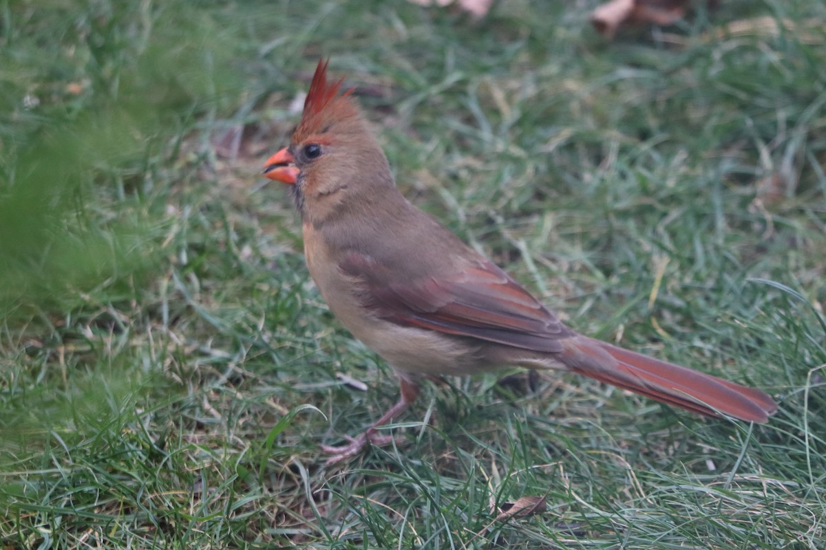 Northern Cardinal - ML644358359