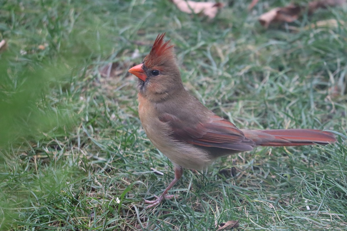 Northern Cardinal - ML644358360